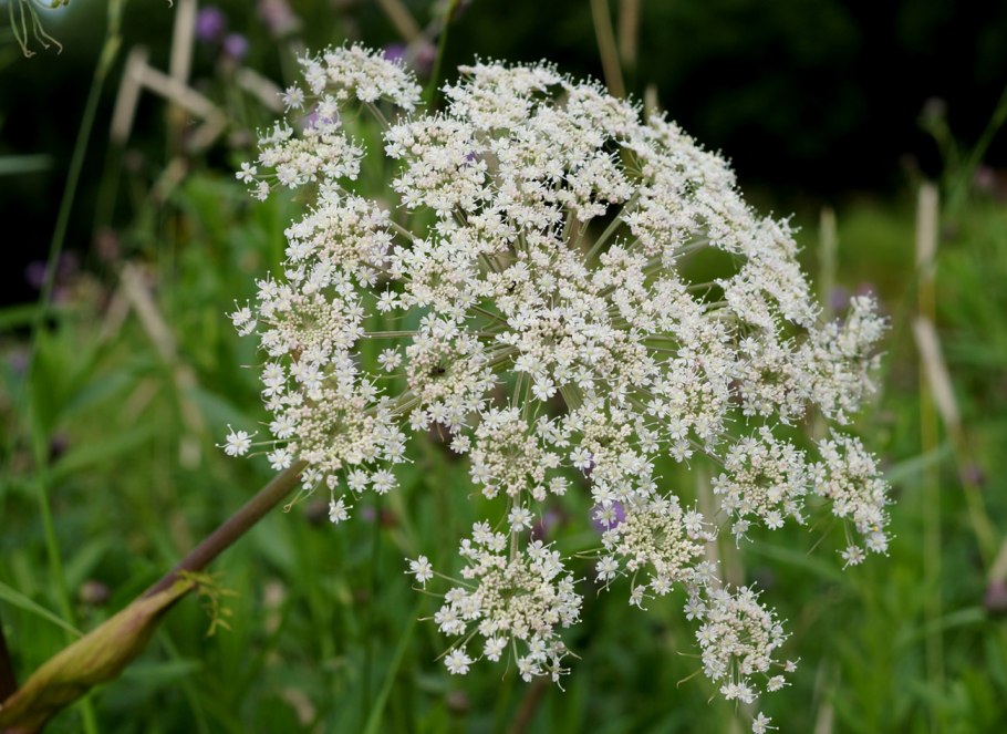 Зонтичные (Umbelliferae(Apiaceae))