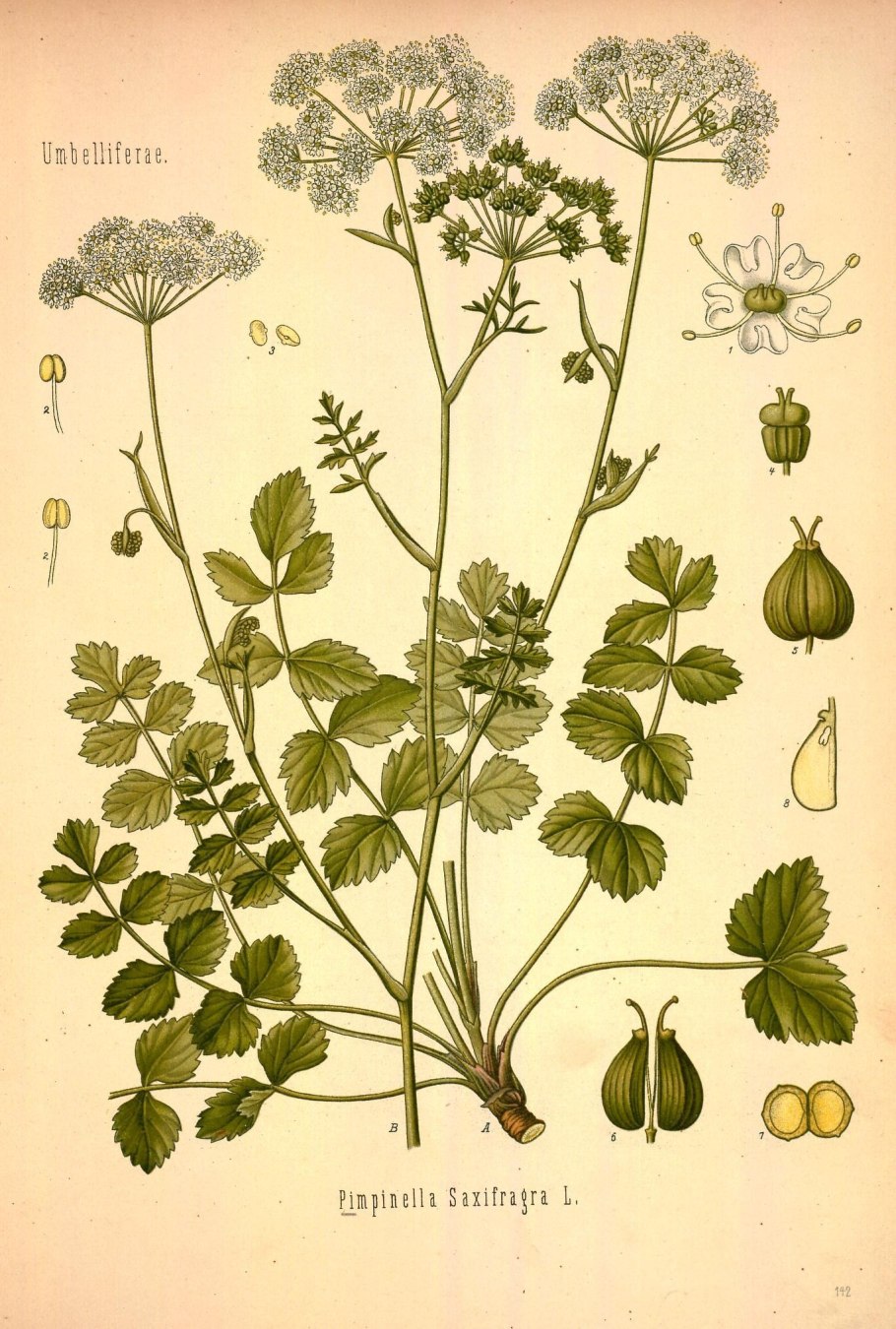 Дудник и борщевик