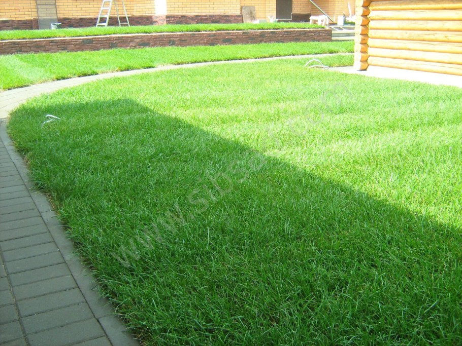 Мятлик и Клевер газон