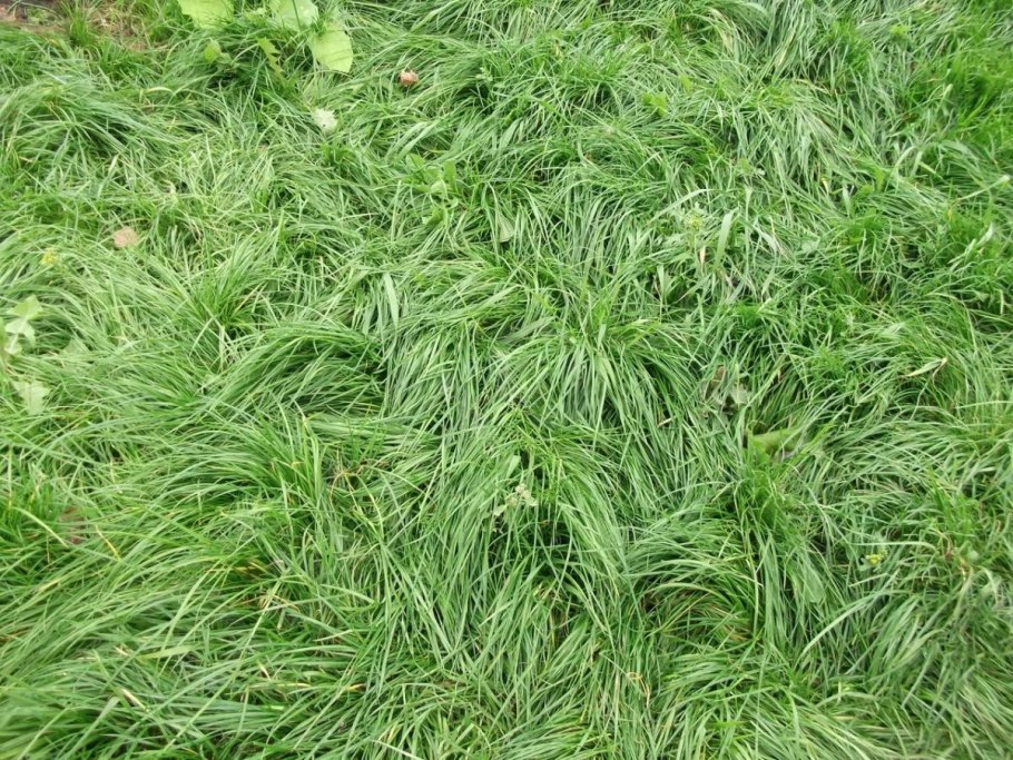 Трава райграс многолетний