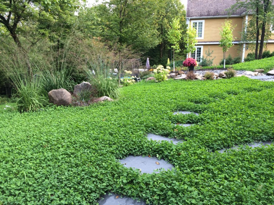 Клевер для газона низкорослый