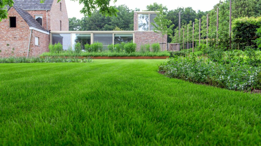 Кизильник и туи в изгороди