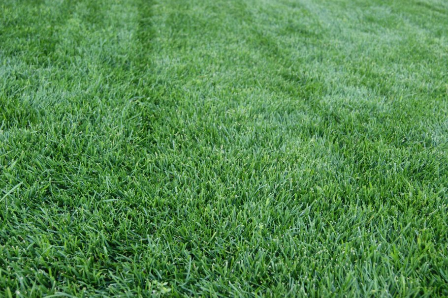 Семена газонных трав Lawn grass Seeds