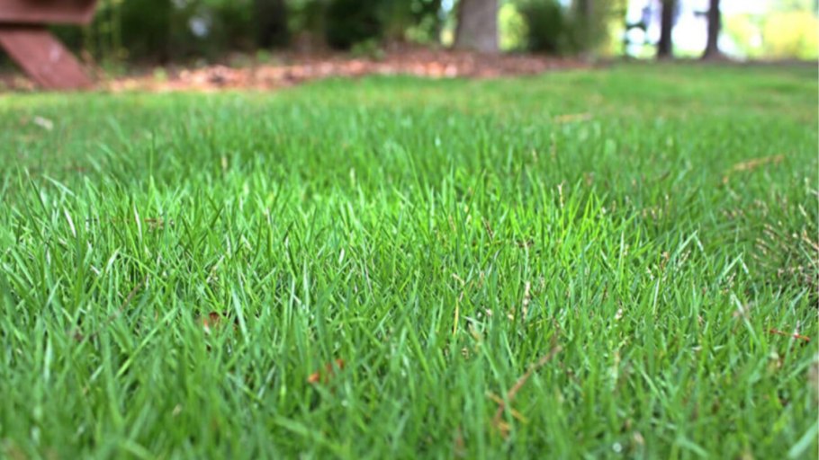 Белый микроклевер для газона