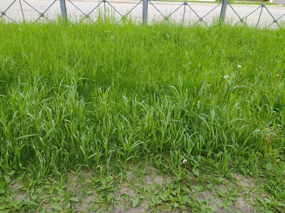 Газон из райграса