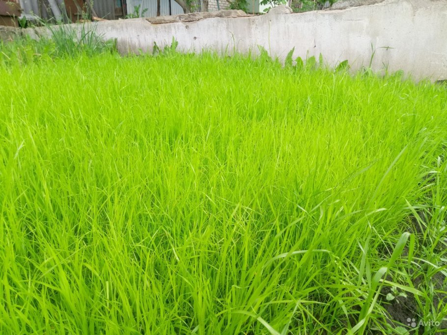 Неподстриженный газон