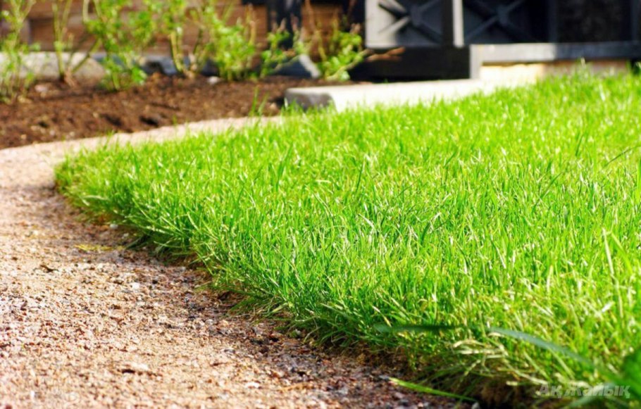 Райграс пастбищный для газона