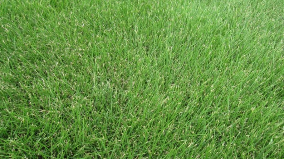 Мятлица газонная трава