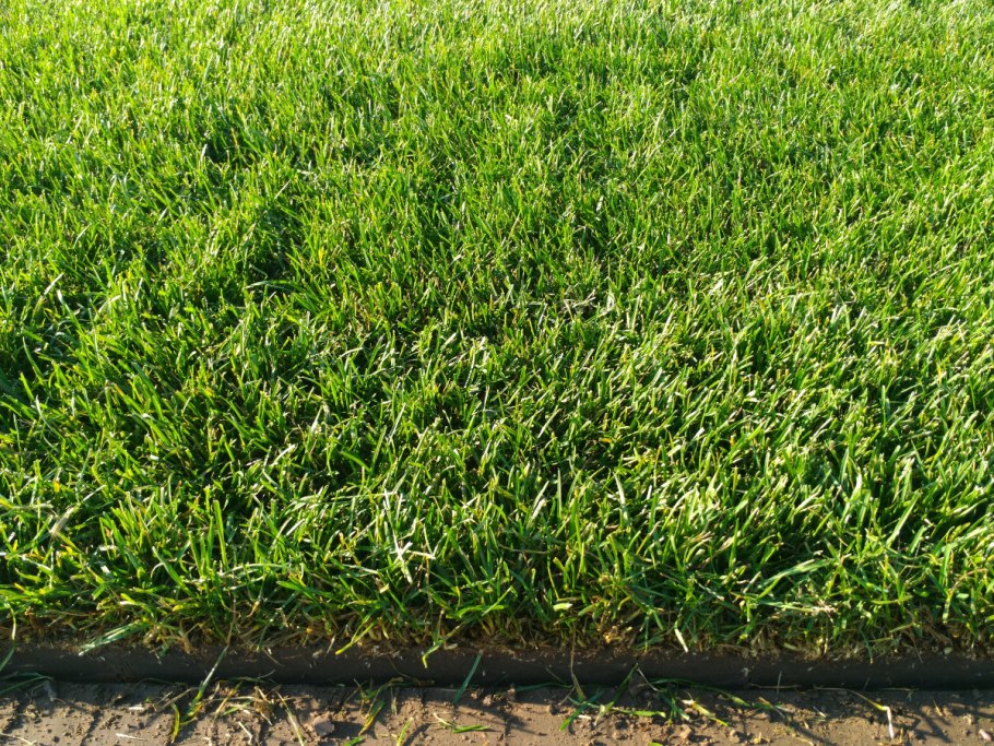 Райграс пастбищный