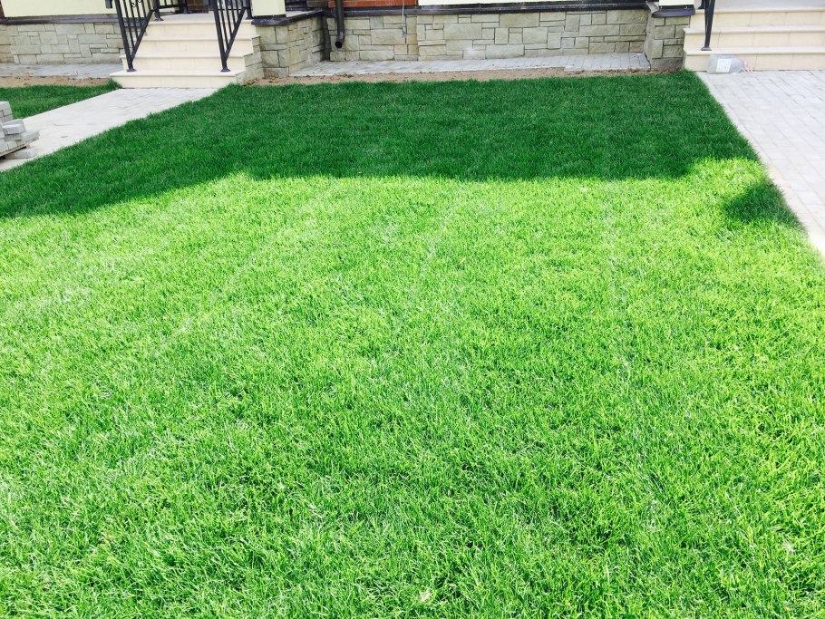 Овсяница тростниковая для газонов