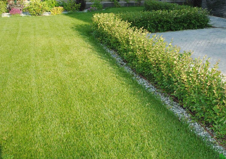 Овсяница красная Райдер