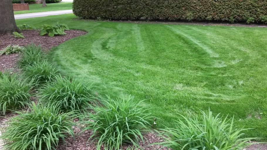 Трава райграс многолетний