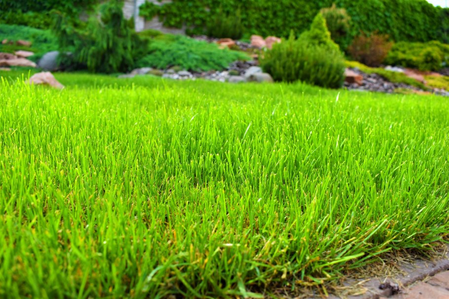 Проплешины на газоне