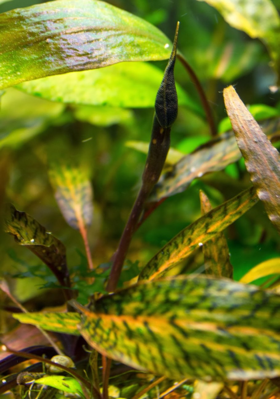 Криптокорина лагенандра