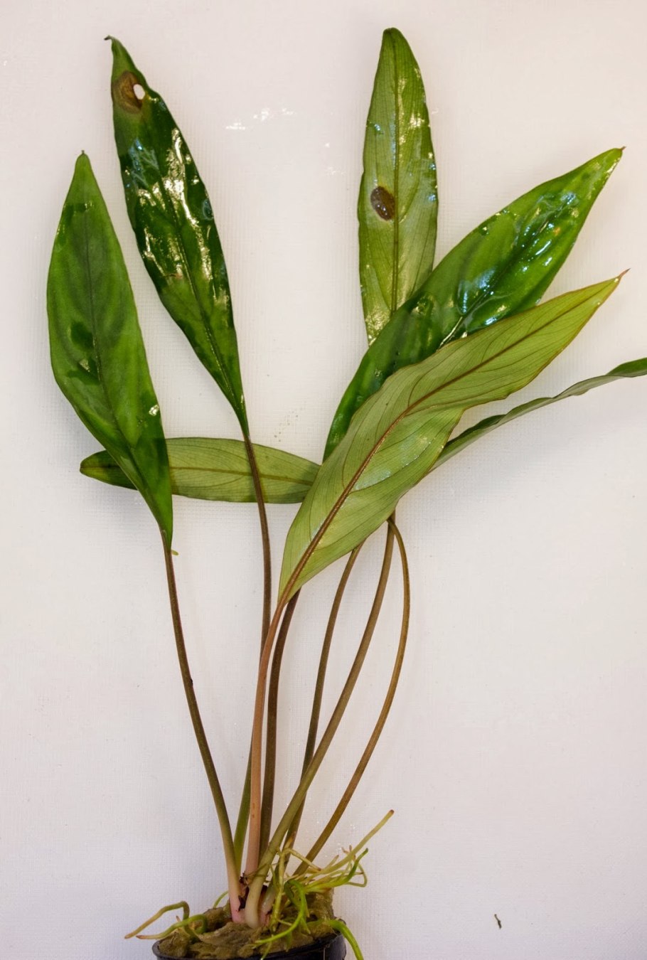 Криптокорина Вендта ред