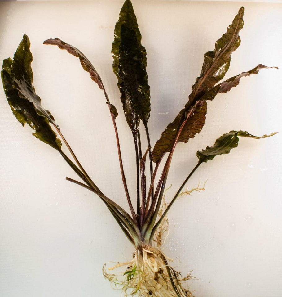 Криптокорина волеснерия