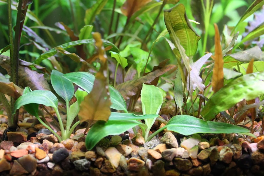 Криптокорина Вендта красная