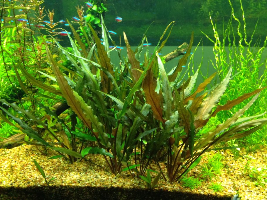 Криптокорина Албида красная