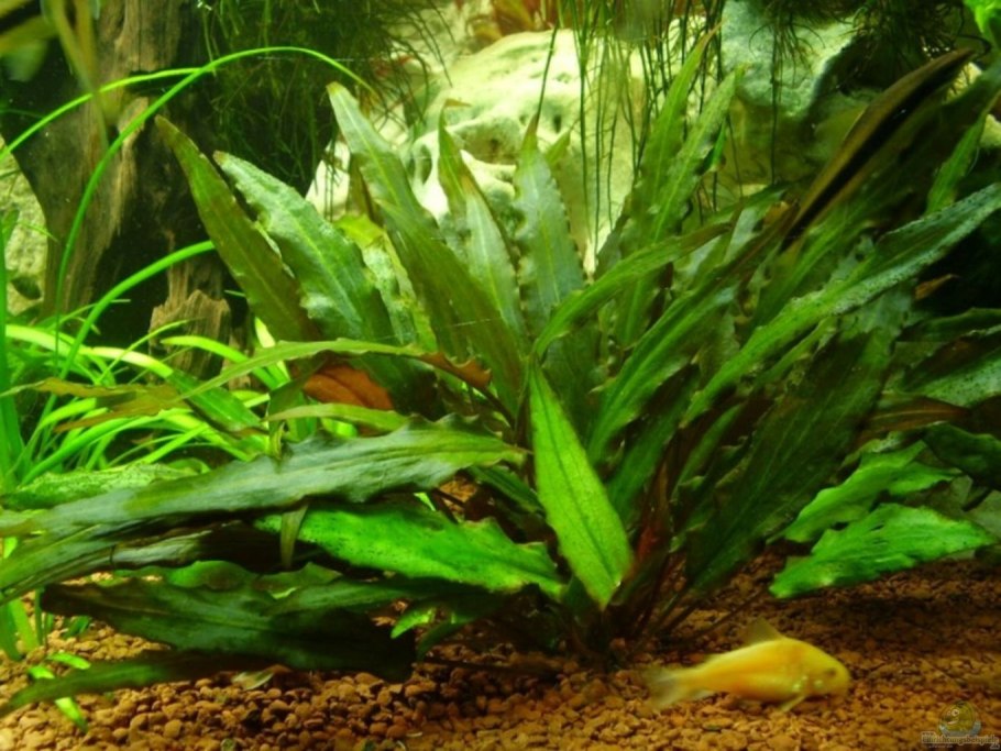 Cryptocoryne wendtii