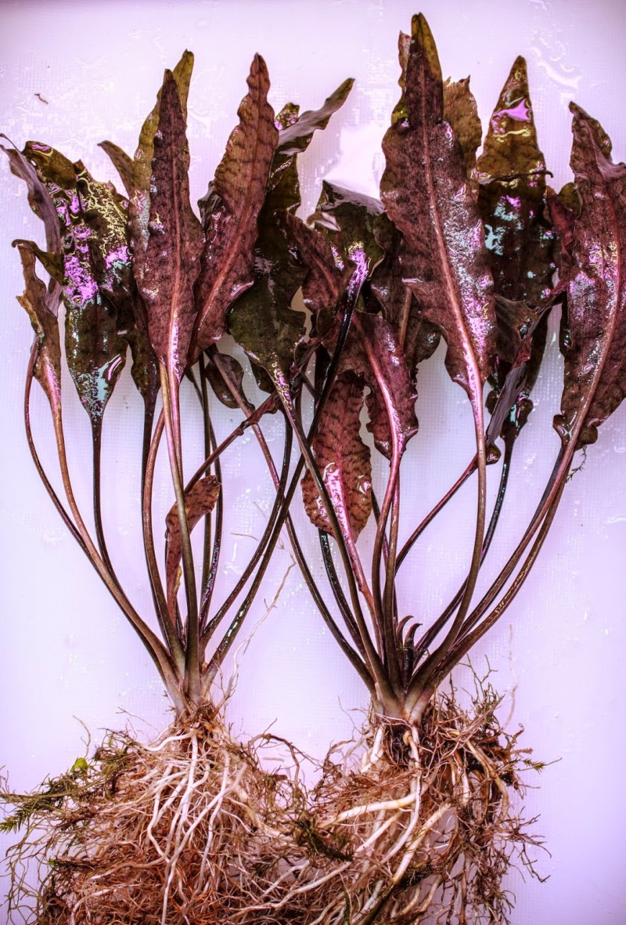 Криптокорина аквариумное