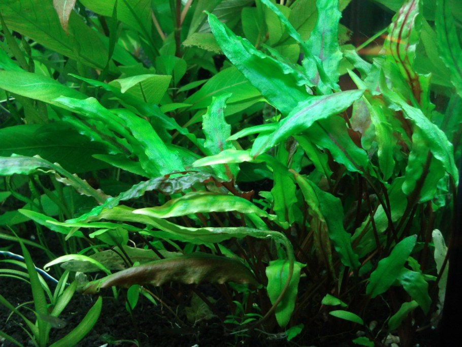 Криптокорина аффинис (Cryptocoryne affinis)