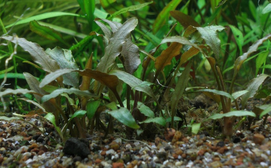 Криптокорина Вендта аквариумное растение