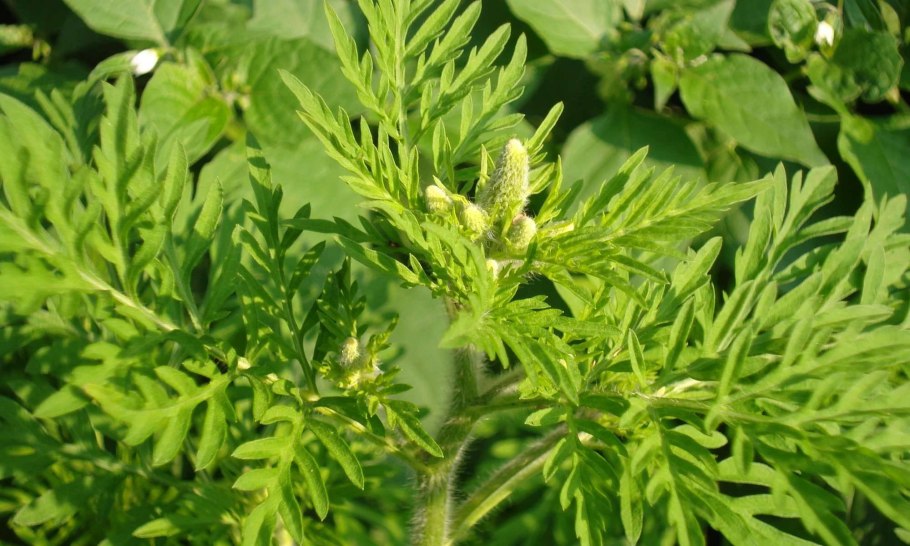 Амброзия растение