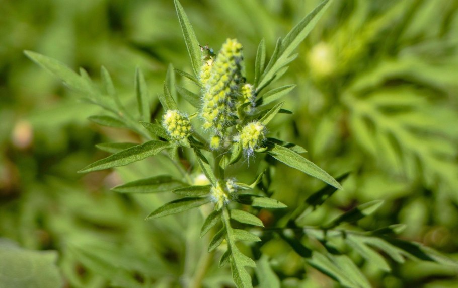 Амброзия голометельчатая