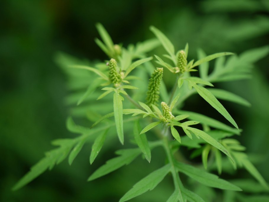 Амброзия метельчатая