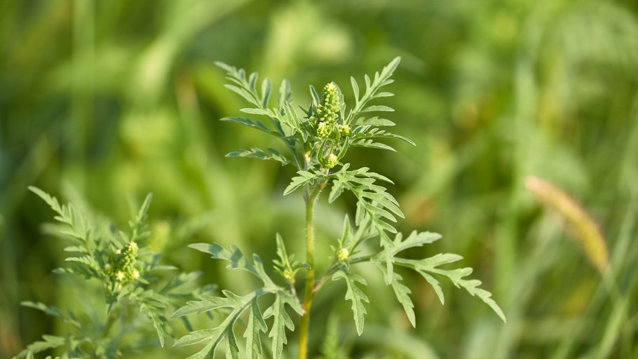 Амброзия высокая полыннолистная