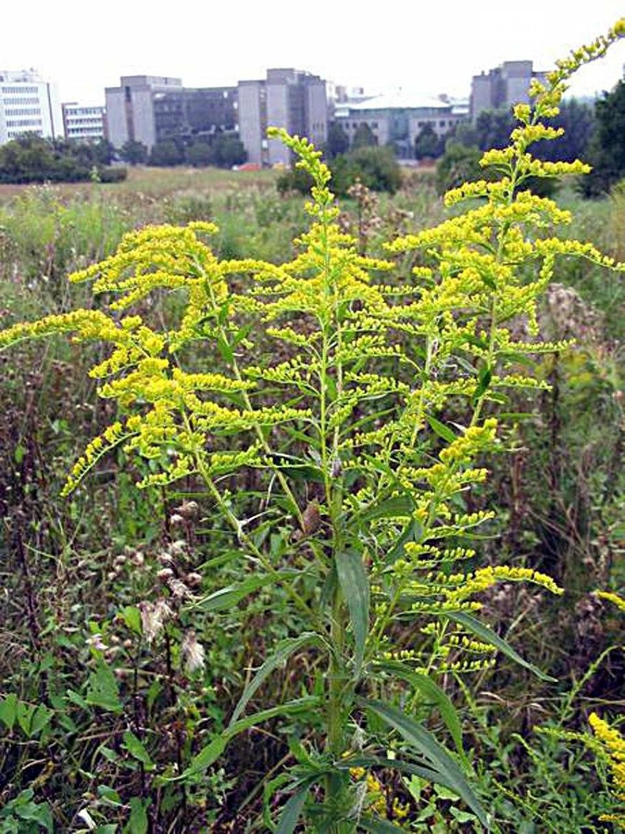 Амброзия полыннолистная