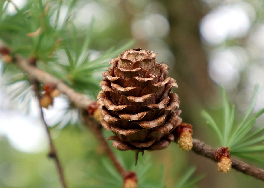 Дерево с красными ленточками