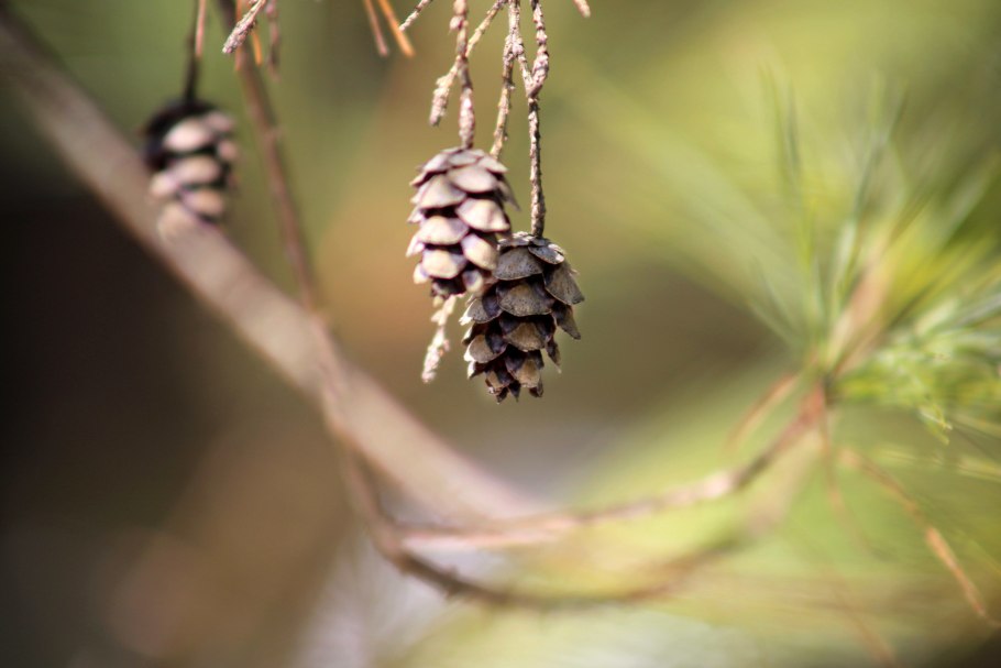 Пиния плоды