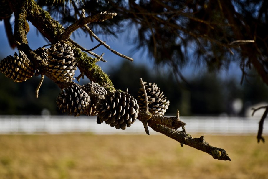 Кедр Дальневосточный