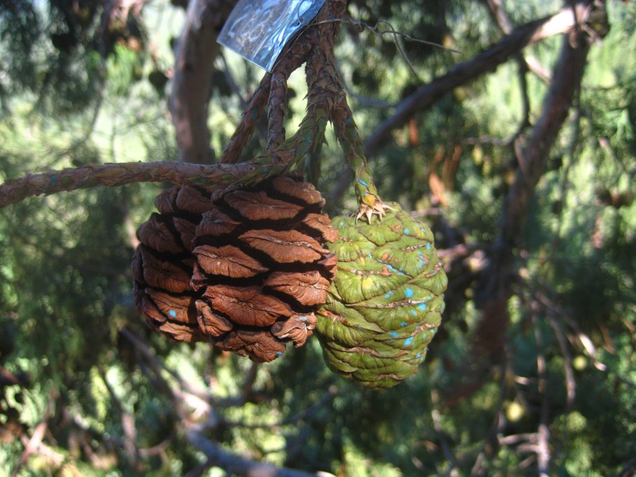 Шишки озеро