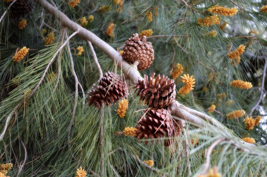 Сосна макро