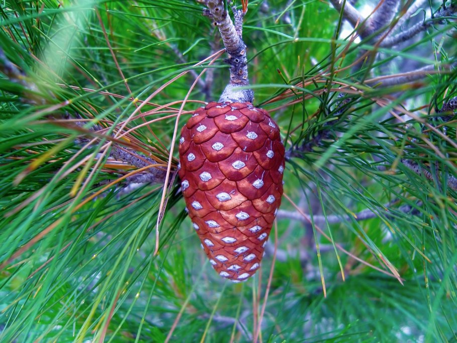 Хвойные ветки в вазе