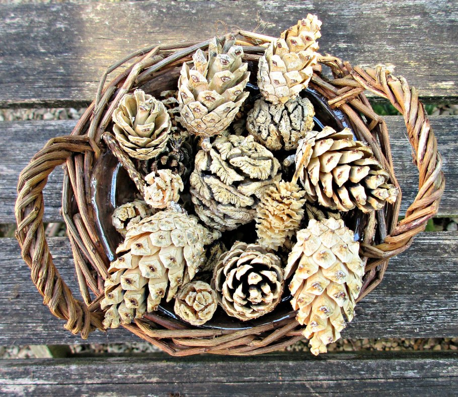 Байкал шишки