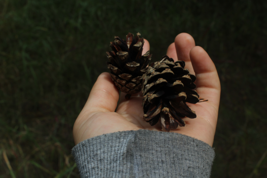 Шишки кедра макро