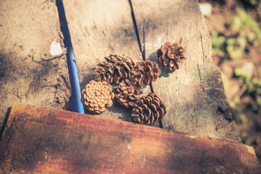 Кедровый лес вертикальные фото