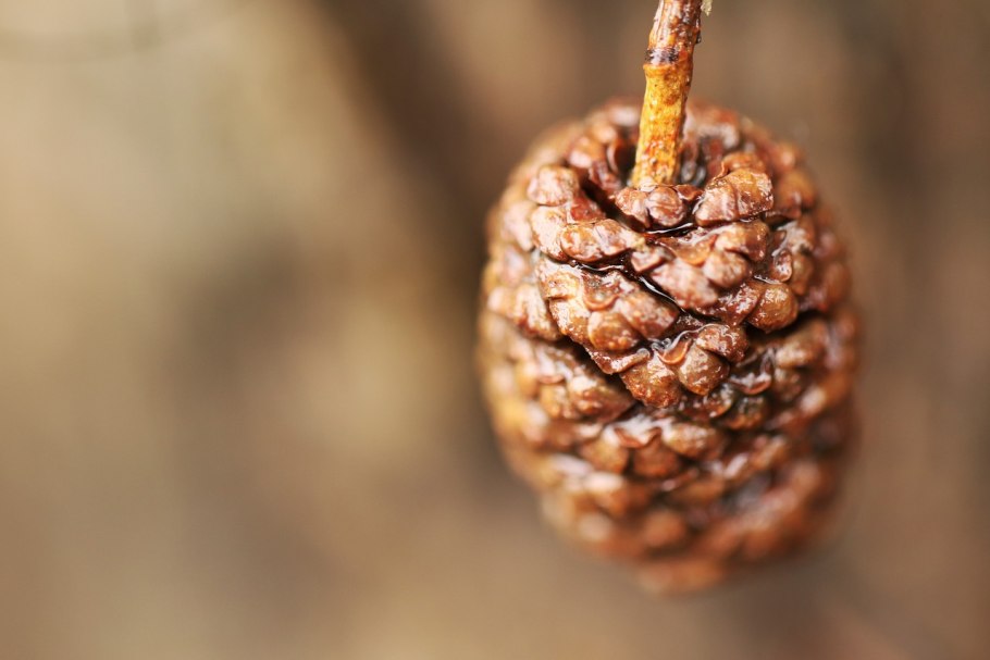 Декор из еловых шишек