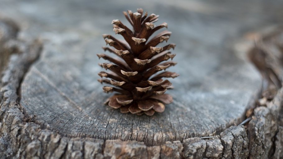 Сосна Алеппская шишка