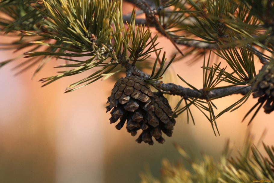 Сосна Алеппская шишка