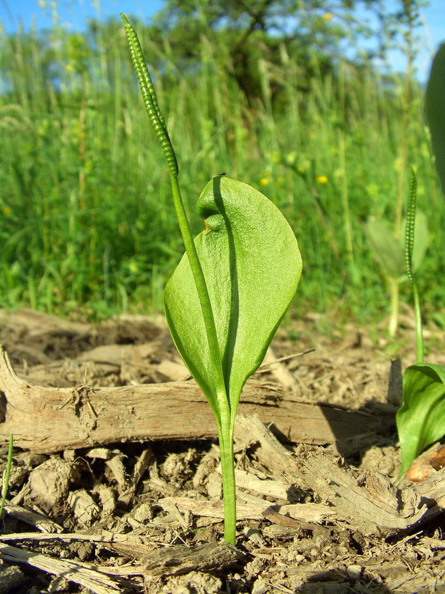 Ophioglossum vulgatum - ужовник обыкновенный