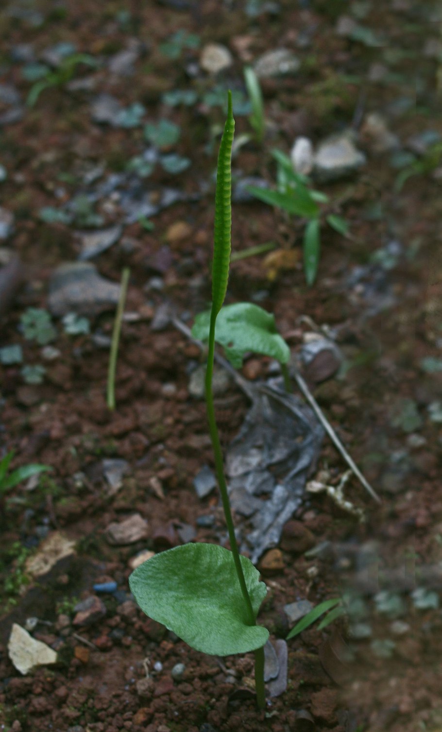 Ophioglossum споры
