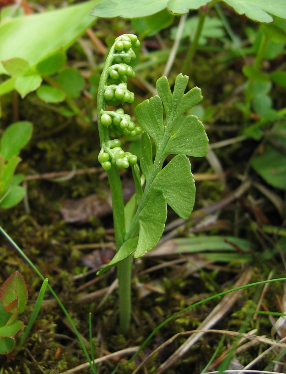 Ophioglossum lusitanicum