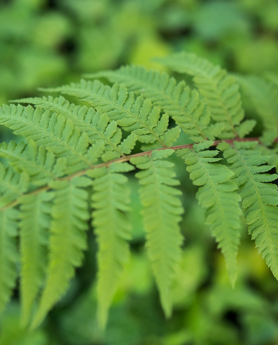 Кочедыжник Оканум