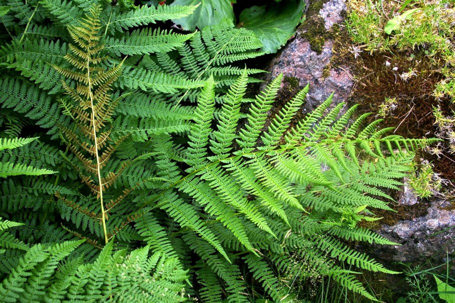 Кочедыжник расставленнолистный