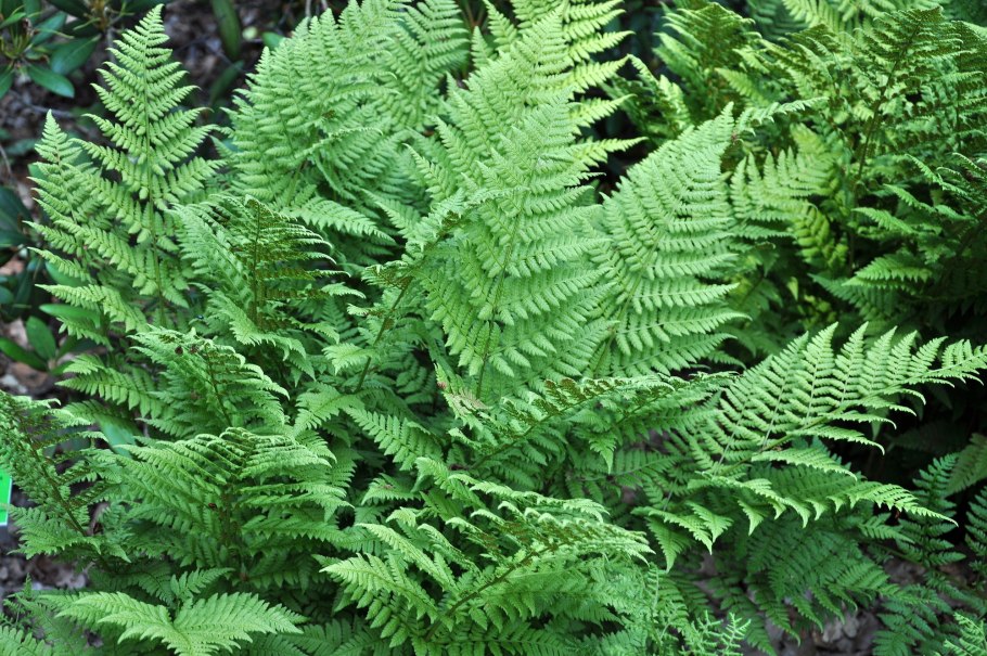 Щитовник китайский dryopteris chinensis