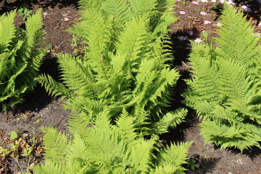 Папоротник Athyrium filix-Femina